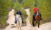 Two people riding horses on a sandy tack lined with medium green conifer trees.