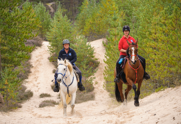 Two people riding horses on a sandy tack lined with medium green conifer trees.