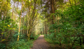 A path through an mix autumn woodland