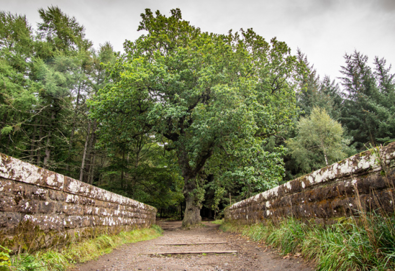 A giant oak tree growing in the middle of an old stone bridge