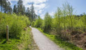 Trail at Dalbeattie Forest, near Dumfries
