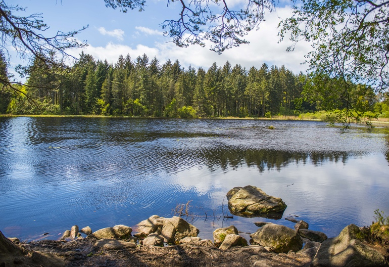 View over Plantain Loch, with woodland in background, Dalbeattie Forest, near Dumfries