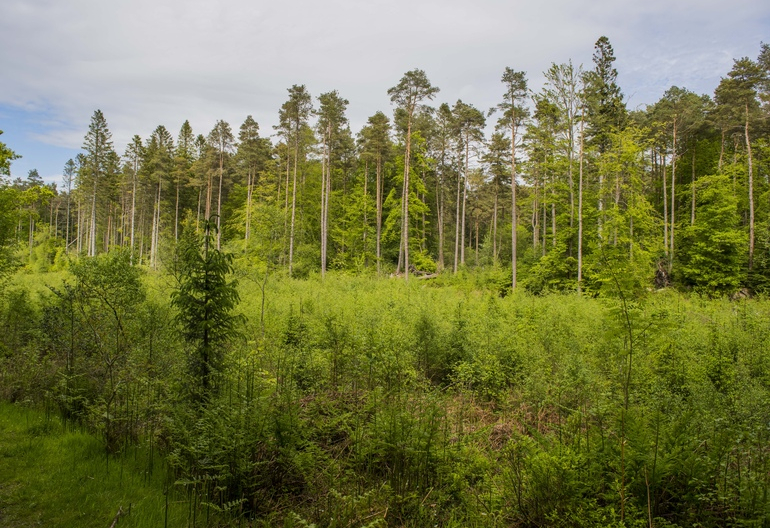 A pine forest next to woodland 