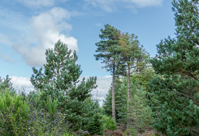 Scots pine trees in a forest