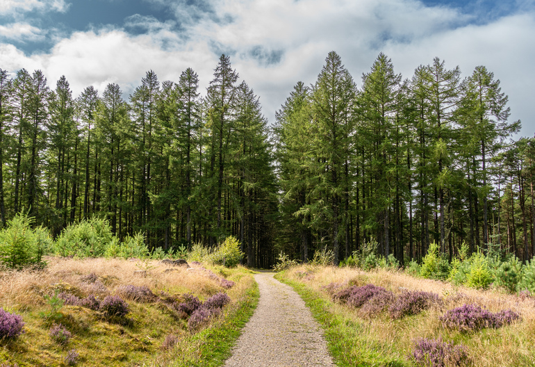 A gravel path through heather to trees 