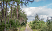 A gravel path with scots pine on one side and young trees on the other