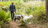 A middle aged woman in a blue jacket walks her two large grey dogs though a grassy forest
