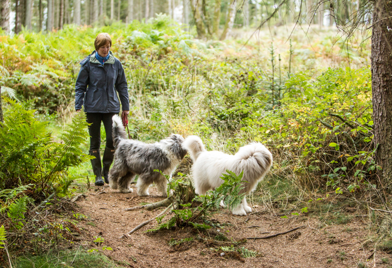 A middle aged woman in a blue jacket walks her two large grey dogs though a grassy forest