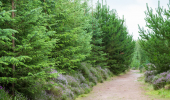A wide path through conifer trees and heather at Delgaty Wood