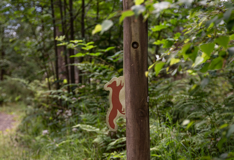A red squirrel sign on a post in a mixed woodland near a walking path