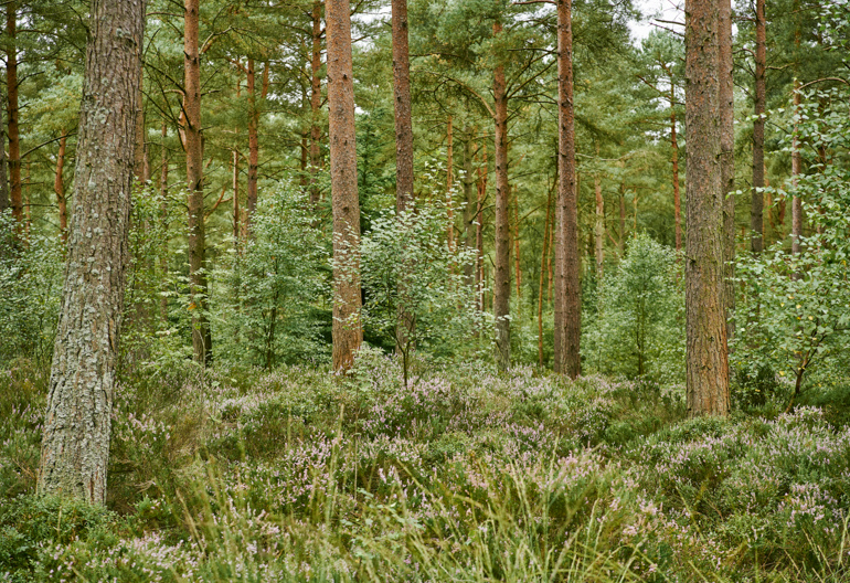 Heather and moss covered forest