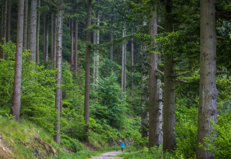  Woman in blue jacket walks dog on woodland path through giant Douglas firs, Doach Wood, near Castle Douglas