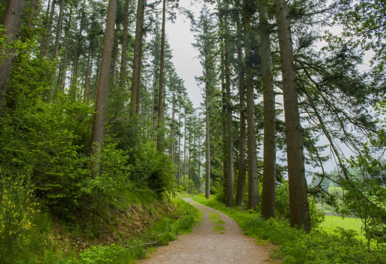 Woodland path, Doach Wood, near Castle Douglas