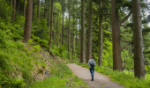 Rear view of young man walking woodland trail lined with Douglas Fir trees, Doach Wood, near Castle Douglas