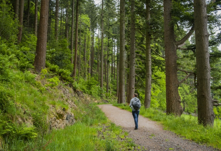 Rear view of young man walking woodland trail lined with Douglas Fir trees, Doach Wood, near Castle Douglas
