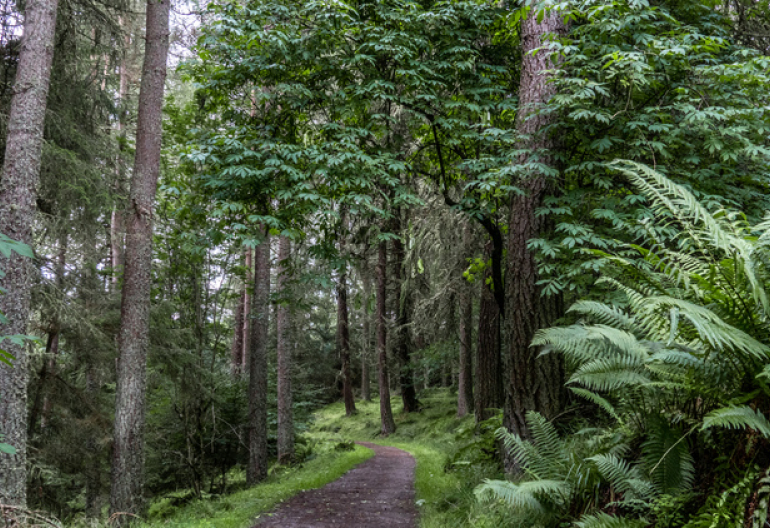 A gravel path through a mixed forest with ferns
