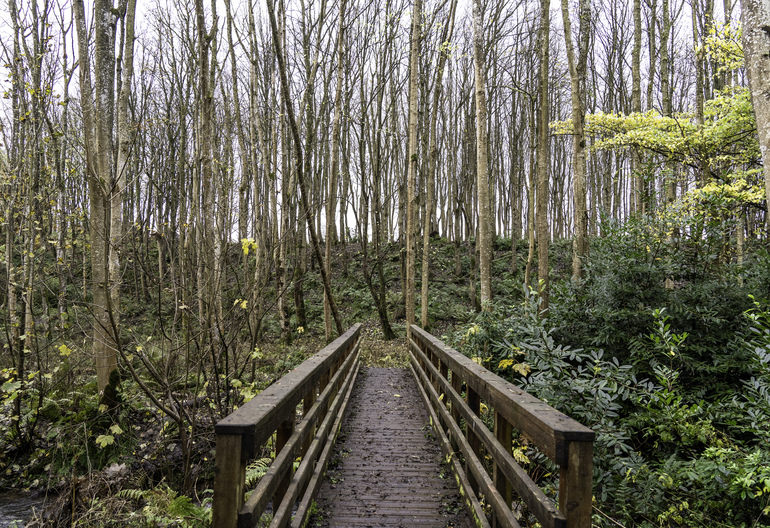 A bridge in a mixed forest