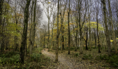 An autumn walking trail in a forest