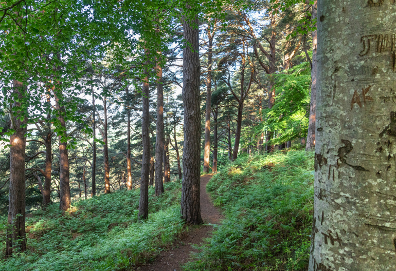 A muddy path through a mixed forest with ferns