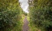 A gravel path through a mixed woodland