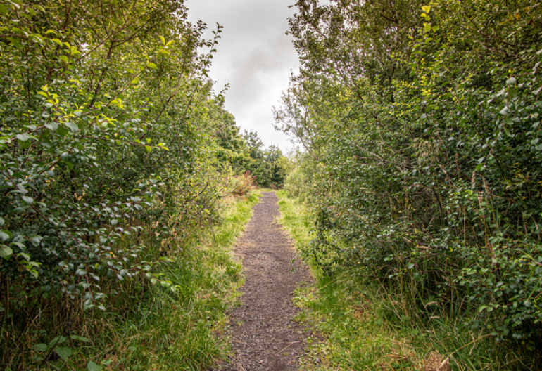 A gravel path through a mixed woodland