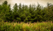 A row of conifer trees with wildflowers