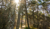 A path through scots pine trees