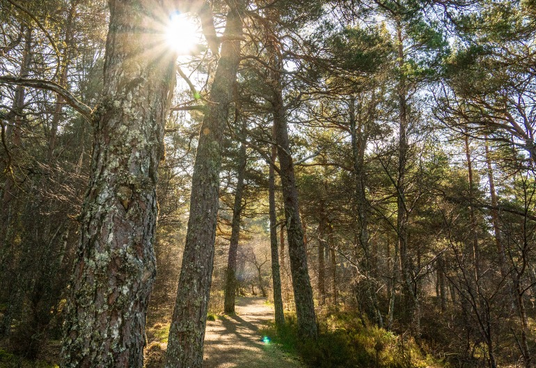 A path through scots pine trees