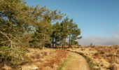 A path in grass leading to scots pine 