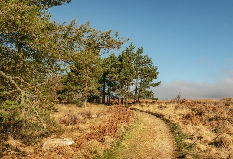 A path in grass leading to scots pine 