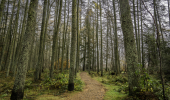A walking path through conifer