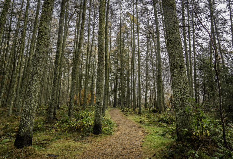 A walking path through conifer