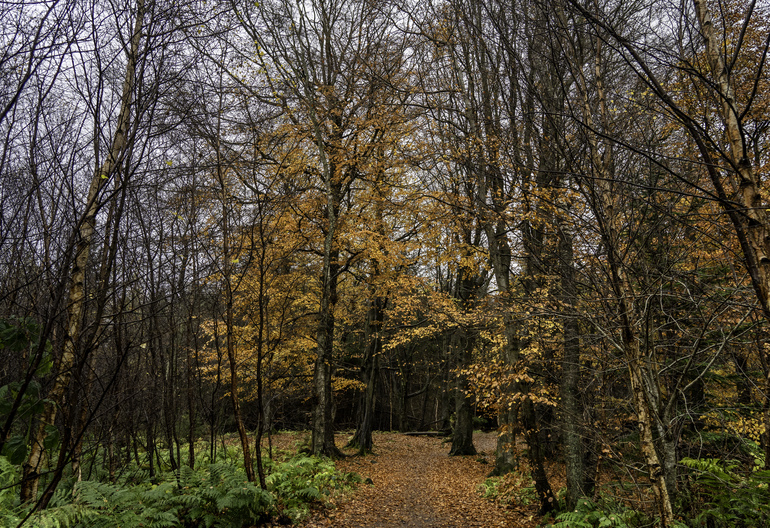A walking path to a orange broadleaf tree