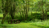  A wooden picnic bench in the woods