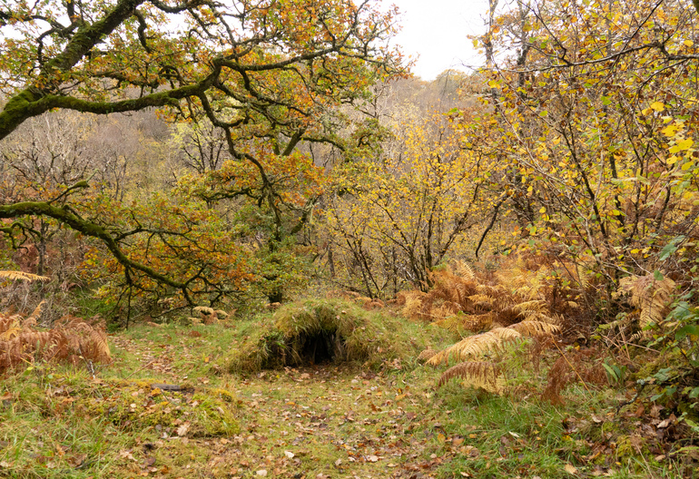 A small, grassed hut in a forested meadow in autumn 