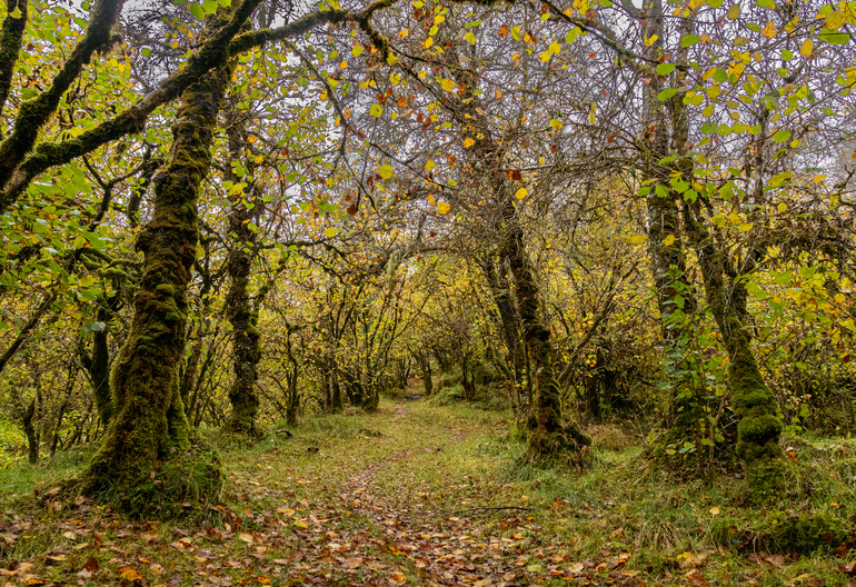 A grassy broadleaf forest trail with autumn leaves 