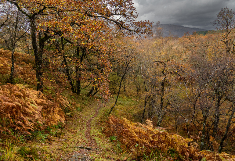A forest trail winding along a slope with mountains behind in autumn 
