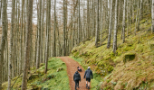  Man and woman walking along forest path with Scottish Terrier dog in tartan coat beside them 