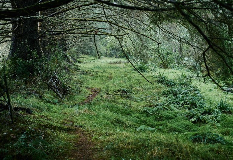 Woodland trail with tree and ferns, Glen Righ, near Fort William 