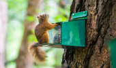 Red squirrel at feeding box, Glen Righ, near Fort William