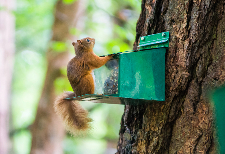 Red squirrel at feeding box, Glen Righ, near Fort William