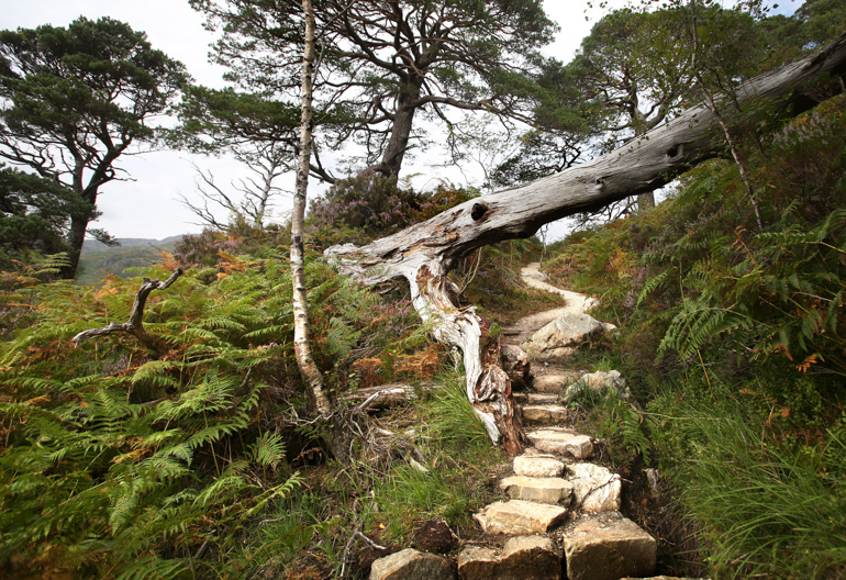 A dead tree trunk has fallen above a stone path through conifer trees