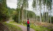 A man walks along a footpath through thin conifer woodland