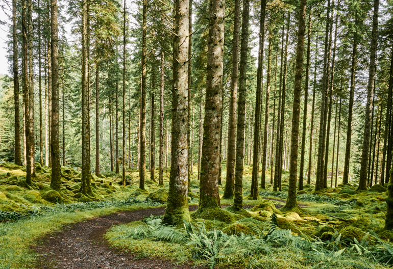 A footpath winds through tall conifer woodland