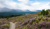 Path along a heather hillside with views towards conifer forest and a loch