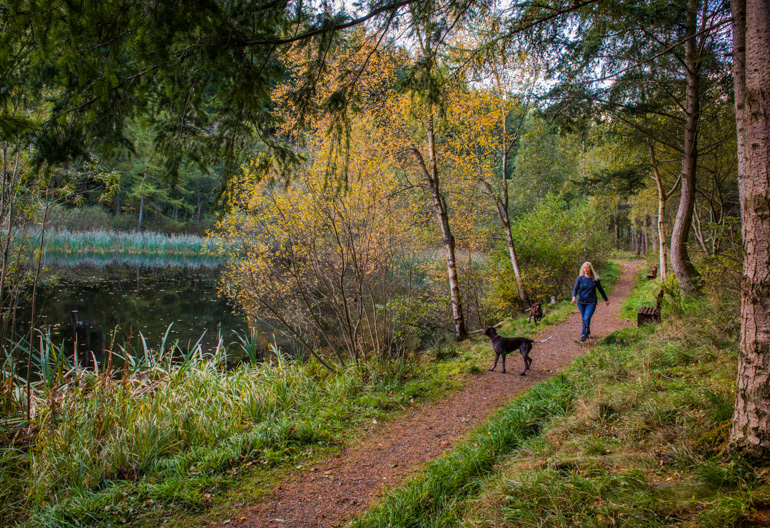 A woman walks a dog along a woodland path