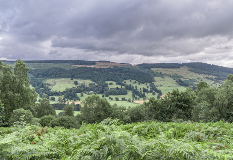 View from a hill to a valley with trees and farms, with ferns