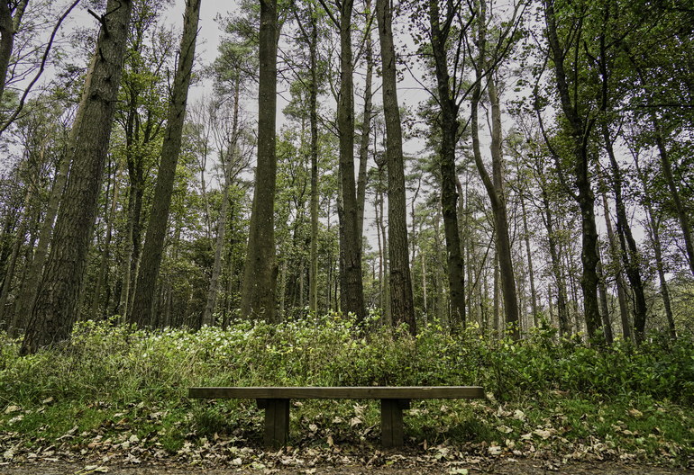 A sitting bench on a path with a forest behind