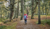  Rear view of young woman with purple jacket carrying toddler in pink romper suit, on woodland trail, Loch Morlich, Glenmore Forest Park, near Aviemore