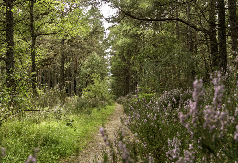 A walking path in a forest with heather